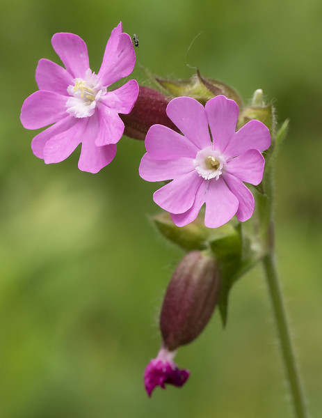 Red Campion Flower Picture Board by Jonathan Thirkell