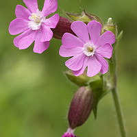 Buy canvas prints of Red Campion Flower by Jonathan Thirkell