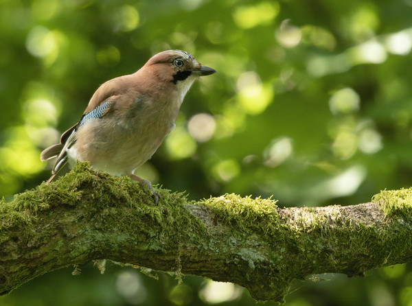 The Eurasian jay (Garrulus glandarius) Picture Board by Jonathan Thirkell