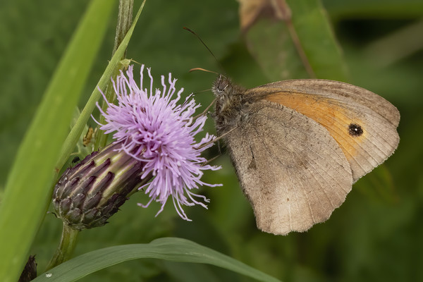 Meadow Brown Butterfly Picture Board by Jonathan Thirkell