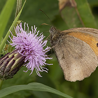 Buy canvas prints of Meadow Brown Butterfly by Jonathan Thirkell