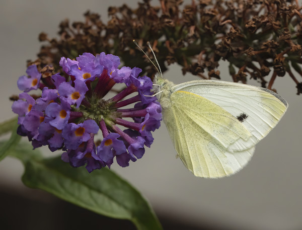 Small white butterfly Picture Board by Jonathan Thirkell