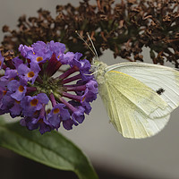 Buy canvas prints of Small white butterfly by Jonathan Thirkell