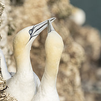 Buy canvas prints of Gannet  courtship by Jonathan Thirkell