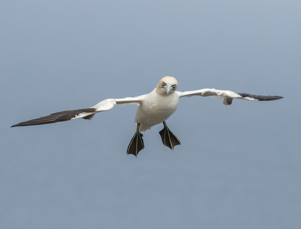 Gannet Inflight Picture Board by Jonathan Thirkell