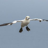 Buy canvas prints of Gannet Inflight by Jonathan Thirkell