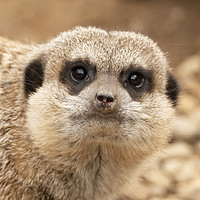 Buy canvas prints of Meerkat watching by Jonathan Thirkell