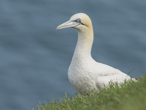 Gannet at Bempton Cliffs Picture Board by Jonathan Thirkell