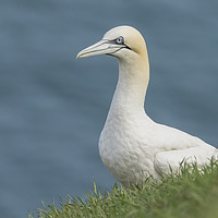 Buy canvas prints of Gannet at Bempton Cliffs by Jonathan Thirkell