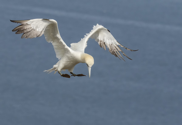 Gannet inflight pose Picture Board by Jonathan Thirkell