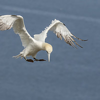 Buy canvas prints of Gannet inflight pose by Jonathan Thirkell
