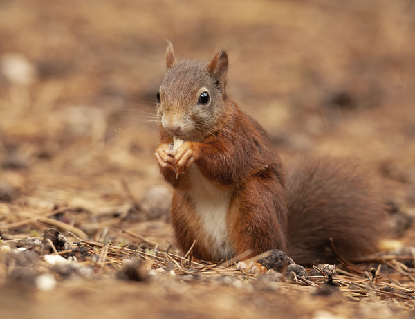 Red Squirrel Picture Board by Jonathan Thirkell