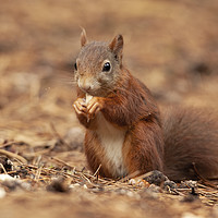 Buy canvas prints of Red Squirrel by Jonathan Thirkell