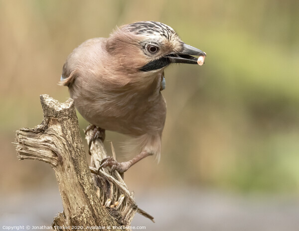 Eurasian Jay Perched Picture Board by Jonathan Thirkell