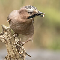 Buy canvas prints of Eurasian Jay Perched by Jonathan Thirkell