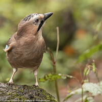 Buy canvas prints of Eurasian Jay looking up by Jonathan Thirkell