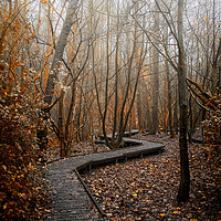 Buy canvas prints of Foggy nature trail Moses Gate Little Lever Bolton by Jonathan Thirkell