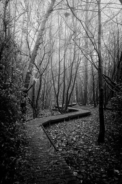 Moses Gate Foggy Walk Monochrome Moses Gate Bolton Picture Board by Jonathan Thirkell