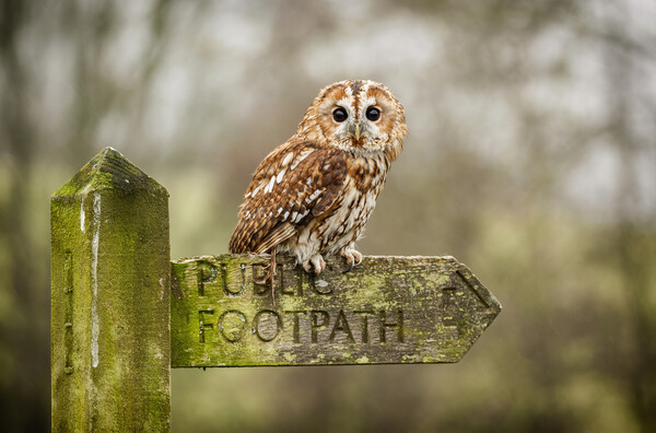 Tawny Owl on sign post Picture Board by Jonathan Thirkell