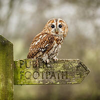 Buy canvas prints of Tawny Owl on sign post by Jonathan Thirkell