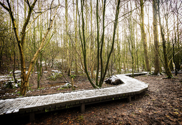 Snow on boardwalk Moses Gate Country Park Bolton Picture Board by Jonathan Thirkell
