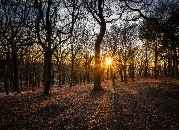 Woodland sunset At Tandle Hill Country Park Oldham Picture Board by Jonathan Thirkell