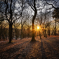 Buy canvas prints of Woodland sunset At Tandle Hill Country Park Oldham by Jonathan Thirkell