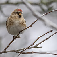 Buy canvas prints of Female Lesser Redpoll by Jonathan Thirkell