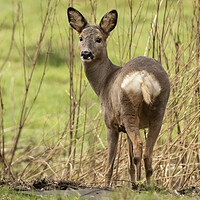 Buy canvas prints of Roe Deer grazing by Jonathan Thirkell