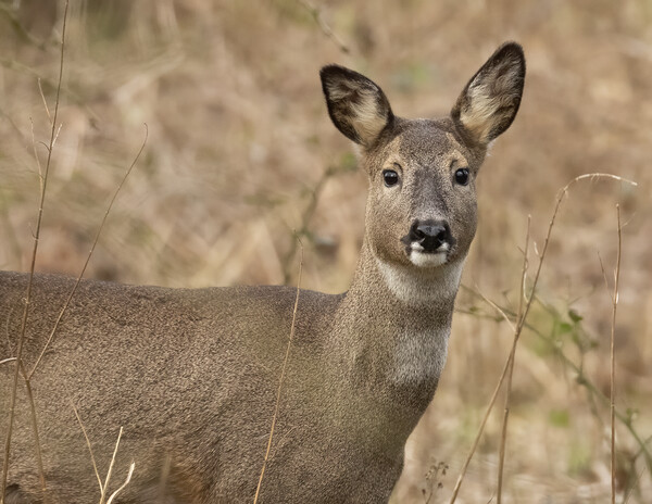Roe Deer Portrait Picture Board by Jonathan Thirkell