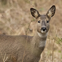 Buy canvas prints of Roe Deer Portrait by Jonathan Thirkell