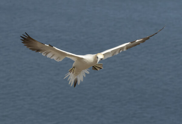 Gannet in flight Picture Board by Jonathan Thirkell