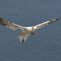 Buy canvas prints of Gannet in flight by Jonathan Thirkell