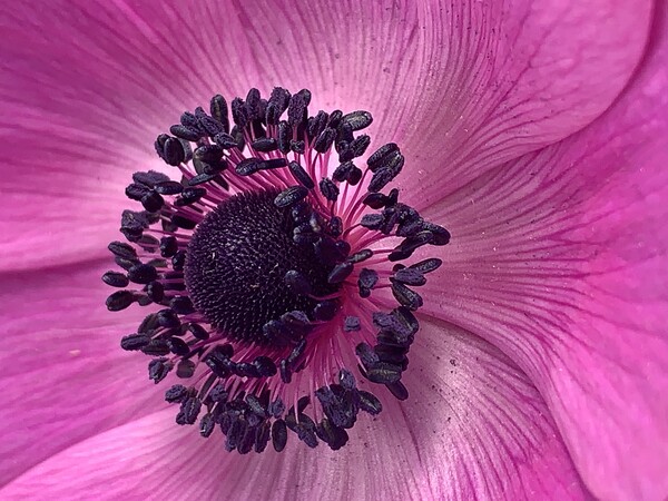 Pink Poppy Flower Picture Board by Jonathan Thirkell