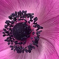 Buy canvas prints of Pink Poppy Flower by Jonathan Thirkell