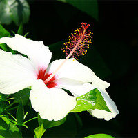 Buy canvas prints of Hibiscus by Laura Twort