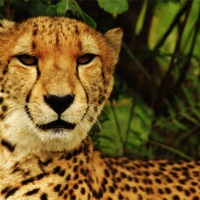 Buy canvas prints of Cheetah by Laura Twort