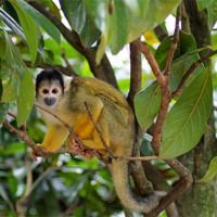 Buy canvas prints of Squirrel Monkey by Rebecca Giles