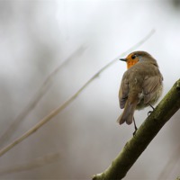 Buy canvas prints of Robin  by Rebecca Giles