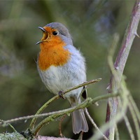 Buy canvas prints of Robin  by Rebecca Giles