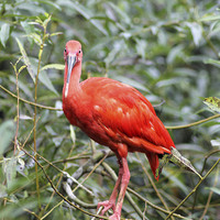 Buy canvas prints of Scarlet Ibis by Rebecca Giles