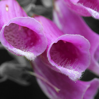 Buy canvas prints of  Foxglove by Rebecca Giles