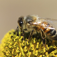 Buy canvas prints of  Honeybee  by Rebecca Giles