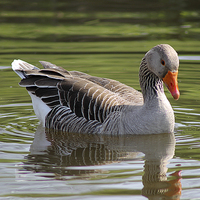 Buy canvas prints of  Greylag Goose by Rebecca Giles