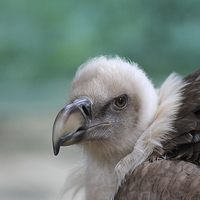 Buy canvas prints of  Griffon Vulture by Rebecca Giles