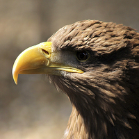 Buy canvas prints of  Golden Eagle by Rebecca Giles