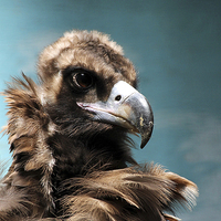 Buy canvas prints of  Cinereous Vulture Head shot by Rebecca Giles