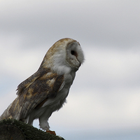 Buy canvas prints of  Barn Owl by Rebecca Giles