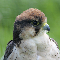 Buy canvas prints of Lanner Falcon by Rebecca Giles