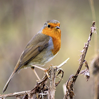 Buy canvas prints of  Robin by Rebecca Giles